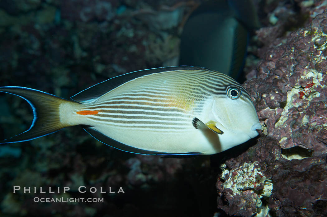 Arabian surgeonfish., Acanthurus sohal, natural history stock photograph, photo id 11764