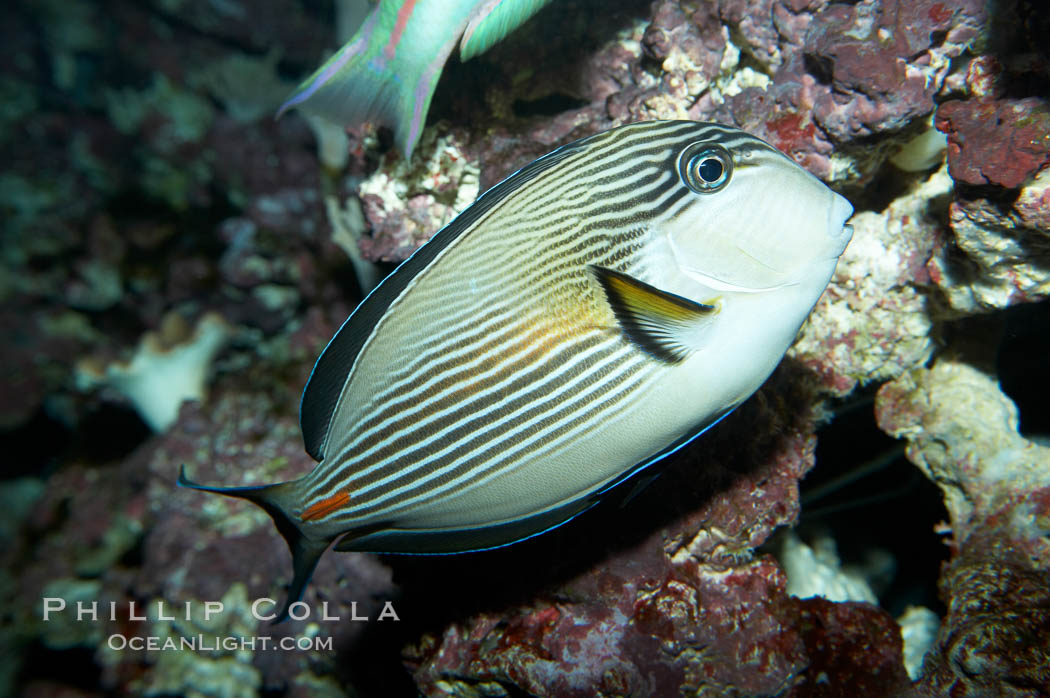 Arabian surgeonfish., Acanthurus sohal, natural history stock photograph, photo id 11761