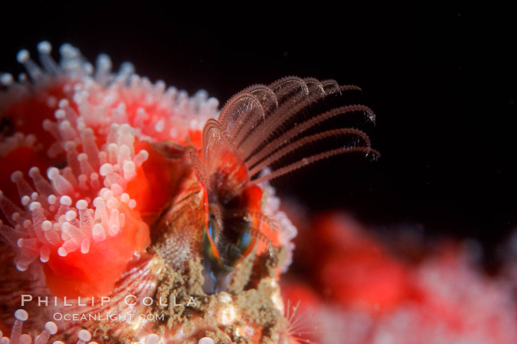 Acorn barnacle feeding amidst strawberry anemones, Monterey Peninsula. California, USA, Corynactis californica, Megabalanus californicus, natural history stock photograph, photo id 02543
