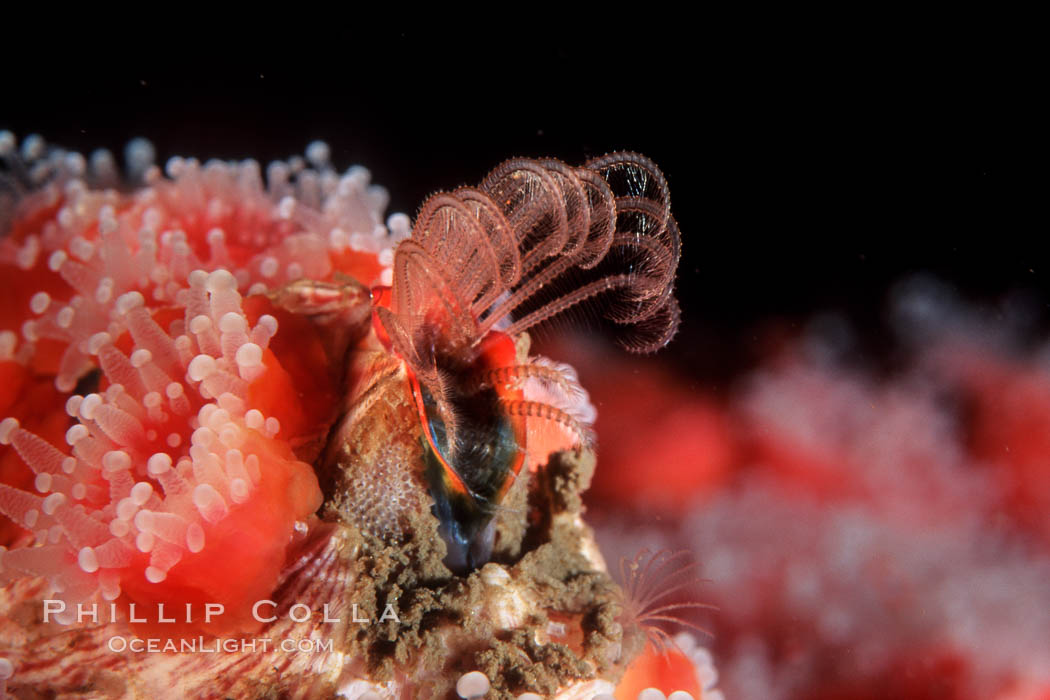 Acorn barnacle feeding amidst strawberry anemones, Monterey Peninsula. California, USA, Corynactis californica, Megabalanus californicus, natural history stock photograph, photo id 05395