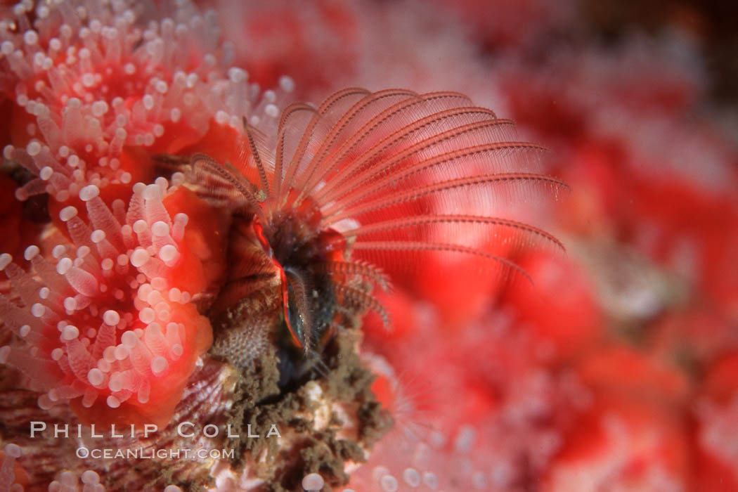 Acorn barnacle feeding amidst strawberry anemones, Monterey Peninsula. California, USA, Corynactis californica, Megabalanus californicus, natural history stock photograph, photo id 07023