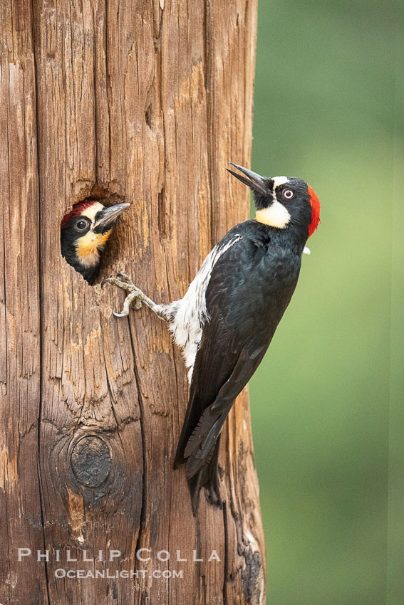 Acorn Woodpecker Adult and Chick at the Nest, Lake Hodges. San Diego, California, USA, natural history stock photograph, photo id 39399