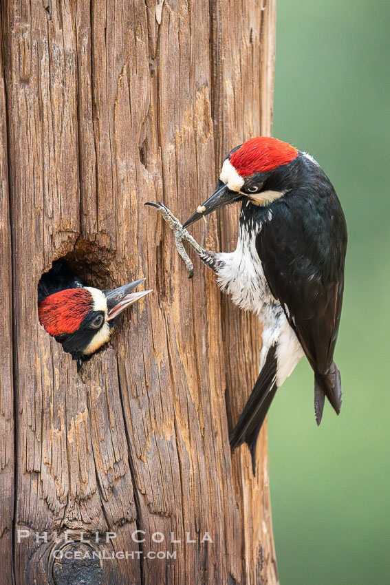 Acorn Woodpecker Adult Feeding Chick at Nest. Lake Hodges, San Diego, California, USA, natural history stock photograph, photo id 39414