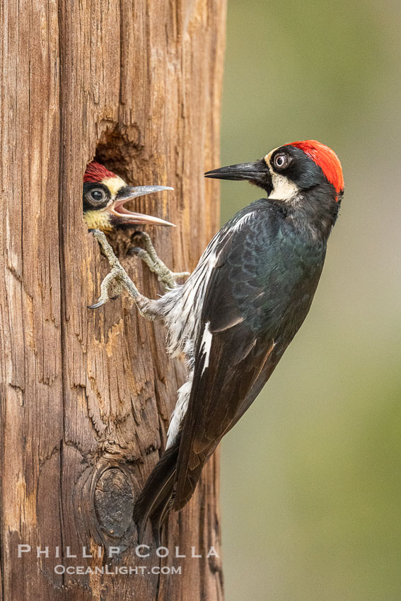 Acorn Woodpecker Adult Feeding Chick at the Nest, Lake Hodges. San Diego, California, USA, natural history stock photograph, photo id 39396