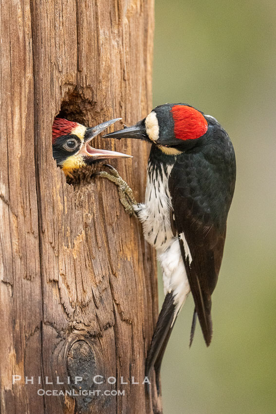 Acorn Woodpecker Adult Feeding Chick at the Nest, Lake Hodges. San Diego, California, USA, natural history stock photograph, photo id 39395