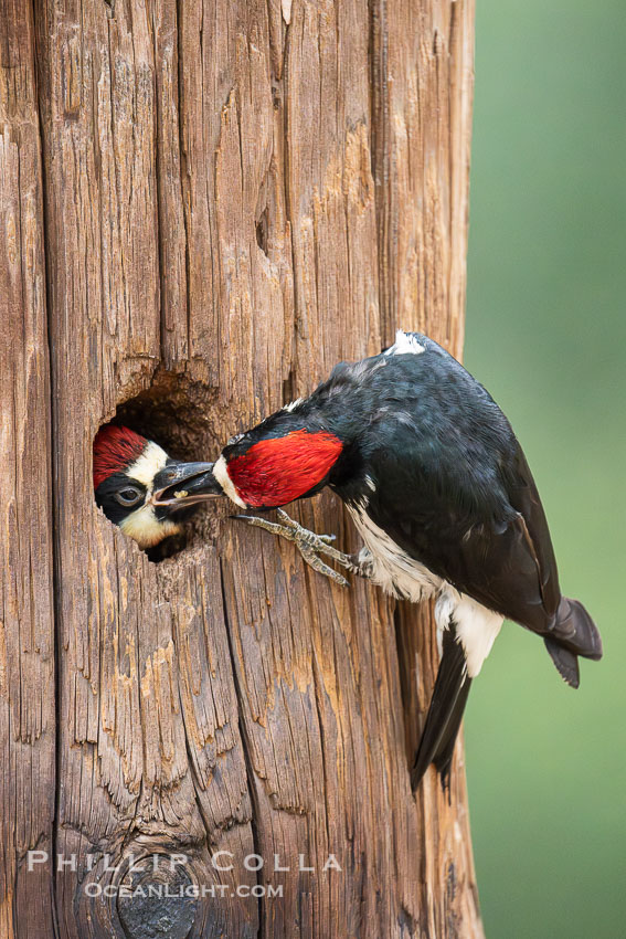 Acorn Woodpecker Adult Feeding Chick at Nest. Lake Hodges, San Diego, California, USA, natural history stock photograph, photo id 39416