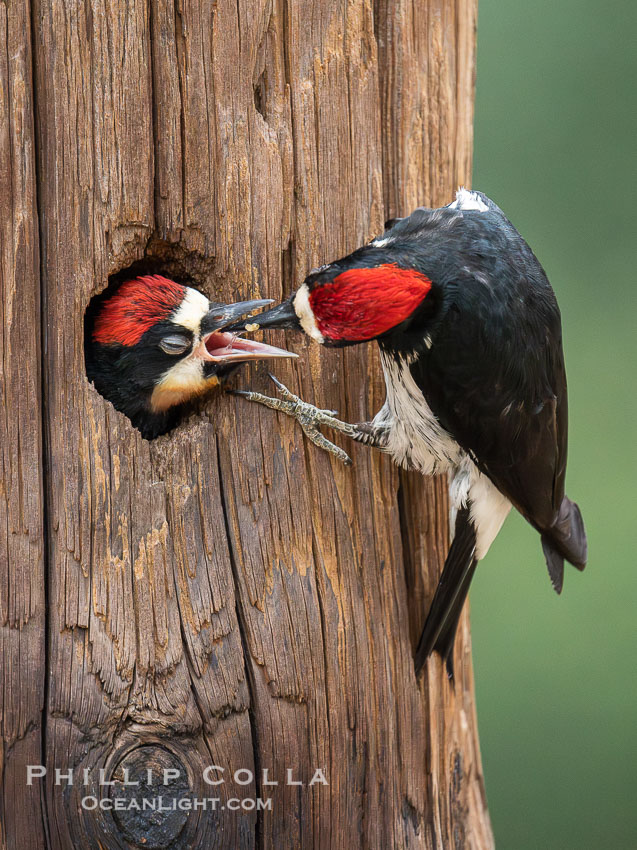 Acorn Woodpecker Adult Feeding Chick at Nest. Lake Hodges, San Diego, California, USA, natural history stock photograph, photo id 39413