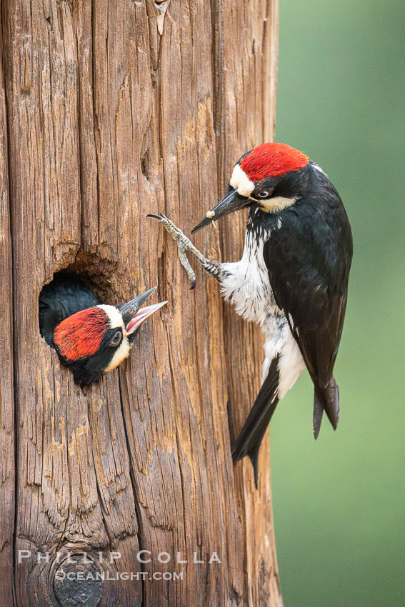 Acorn Woodpecker Adult Feeding Chick at Nest. Lake Hodges, San Diego, California, USA, natural history stock photograph, photo id 39417