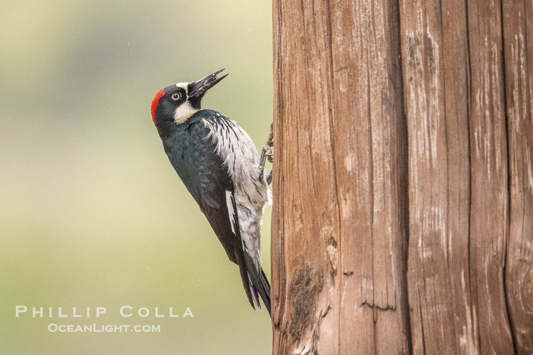 Acorn Woodpecker, Lake Hodges, San Diego. California, USA, Melanerpes formicivorus, natural history stock photograph, photo id 39346
