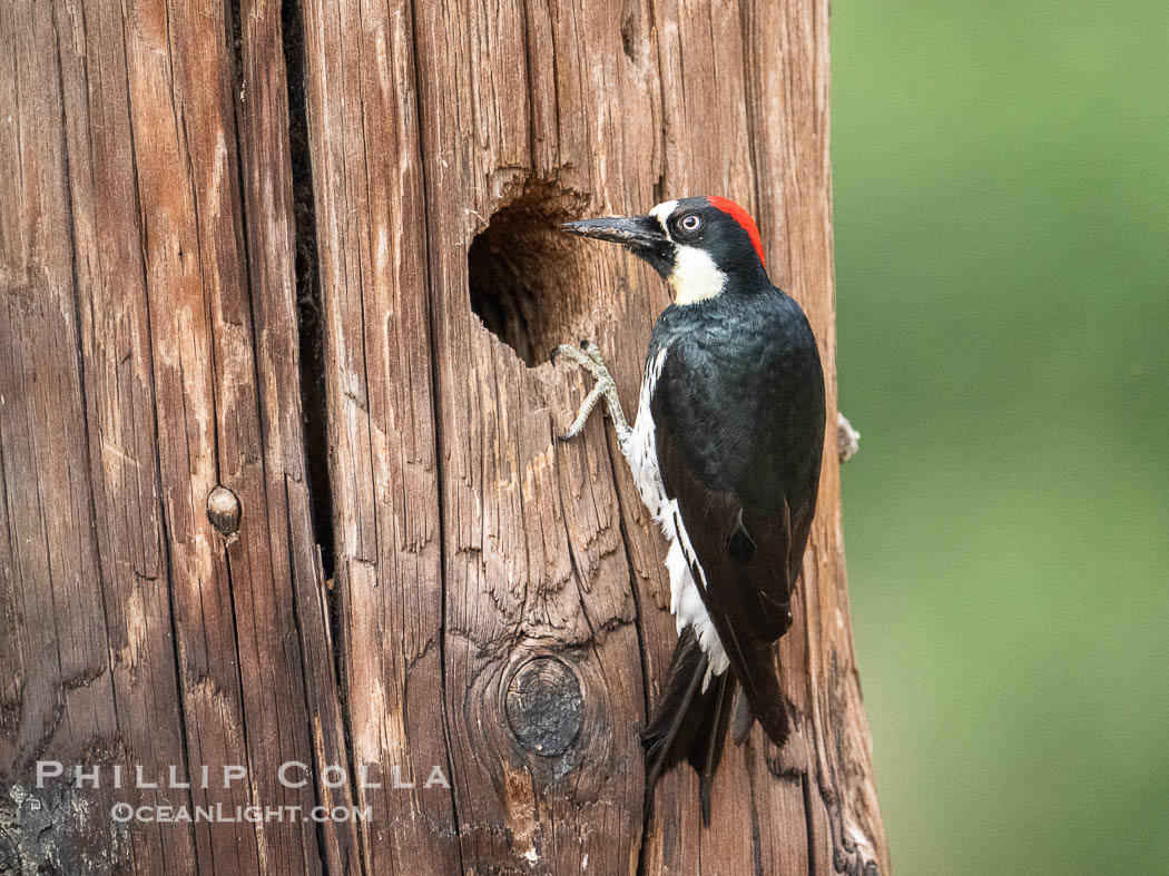 Acorn Woodpecker, adult, Lake Hodges, San Diego. California, USA, Melanerpes formicivorus, natural history stock photograph, photo id 39348