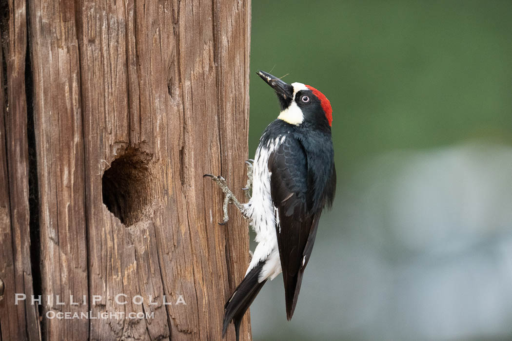 Acorn Woodpecker, Lake Hodges, San Diego. California, USA, Melanerpes formicivorus, natural history stock photograph, photo id 39347