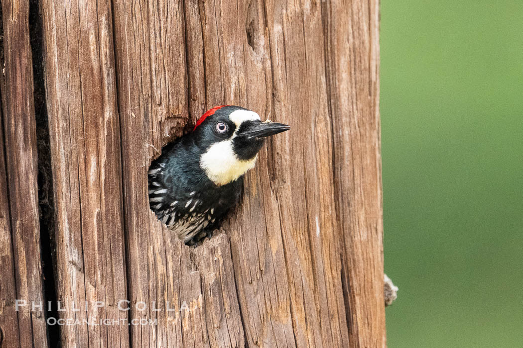 Acorn Woodpecker, adult,  Lake Hodges, San Diego. California, USA, Melanerpes formicivorus, natural history stock photograph, photo id 39349