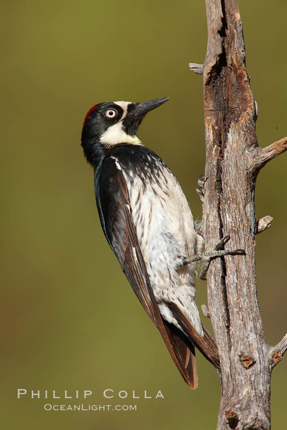 Acorn woodpecker, female. Madera Canyon Recreation Area, Green Valley, Arizona, USA, Melanerpes formicivorus, natural history stock photograph, photo id 22906
