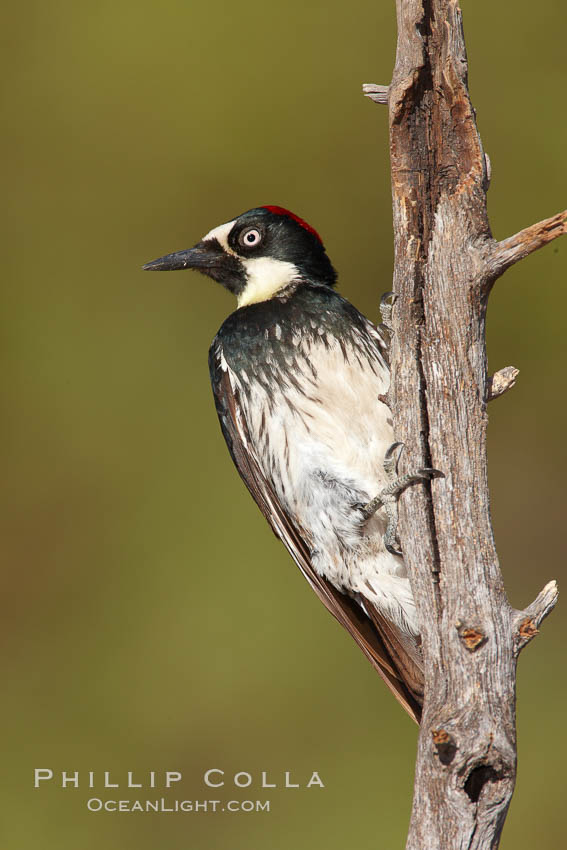 Acorn woodpecker, female. Madera Canyon Recreation Area, Green Valley, Arizona, USA, Melanerpes formicivorus, natural history stock photograph, photo id 23049