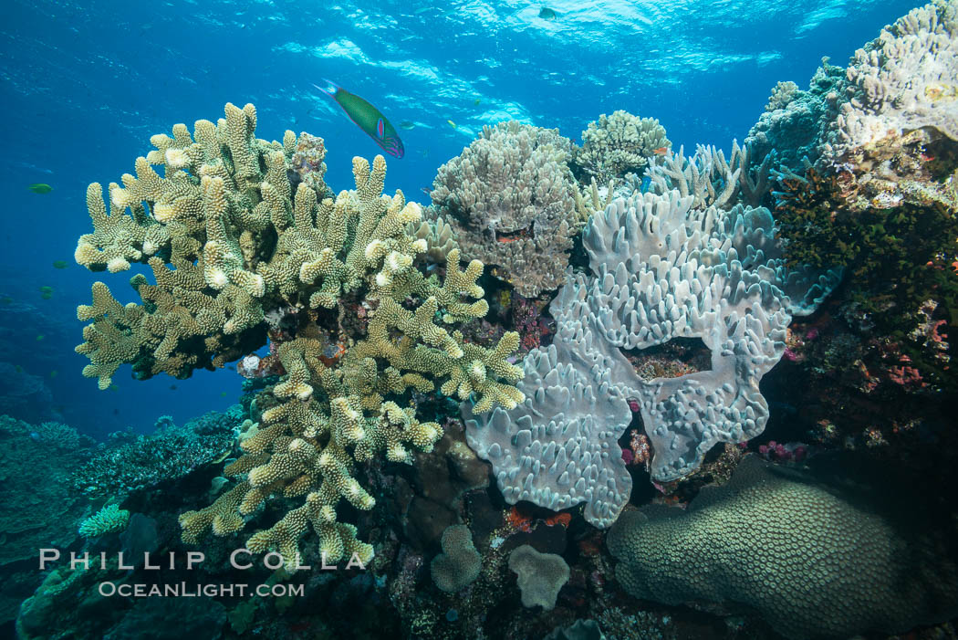 Acropora and Sarcophyton corals on Tropical reef, Fiji. Acropora coral (left) and Leather Coral (right). Vatu I Ra Passage, Bligh Waters, Viti Levu  Island, Sarcophyton, natural history stock photograph, photo id 31676