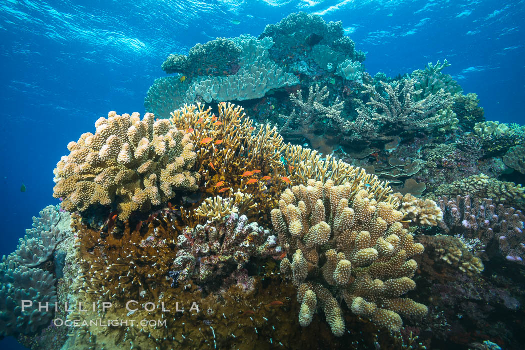 Acropora coral (foreground) on South Pacific Coral Reef, Fiji. Vatu I Ra Passage, Bligh Waters, Viti Levu  Island, natural history stock photograph, photo id 31483