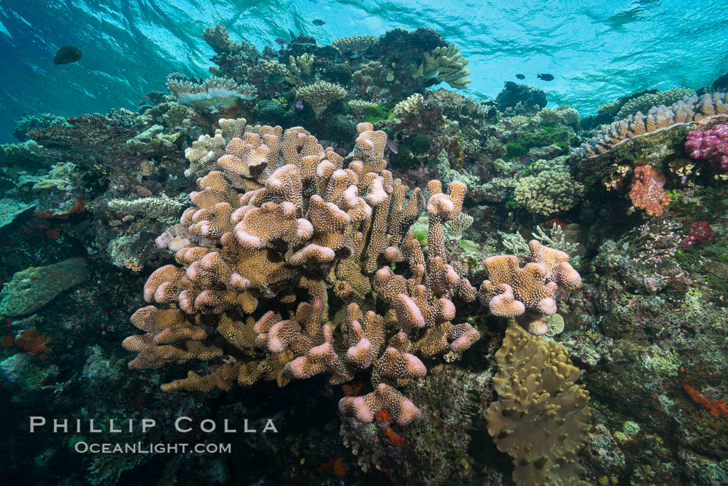 Acropora coral (foreground) on South Pacific Coral Reef, Fiji., natural history stock photograph, photo id 31709