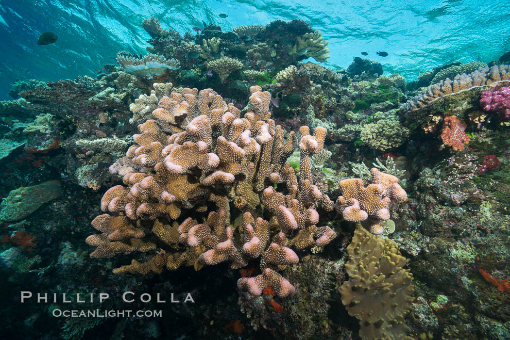 Acropora coral (foreground) on South Pacific Coral Reef, Fiji. Vatu I Ra Passage, Bligh Waters, Viti Levu  Island, natural history stock photograph, photo id 31709