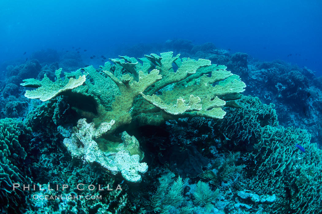 Elkhorn coral. Roatan, Honduras, Acropora palmata, natural history stock photograph, photo id 05563