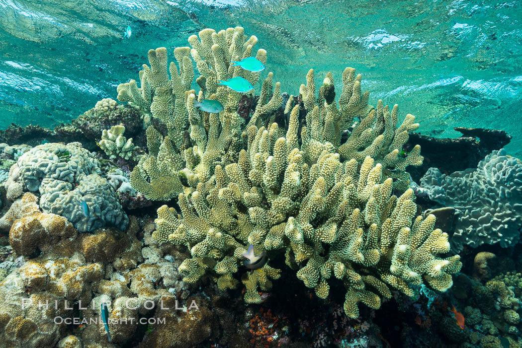Acropora sp. hard coral on South Pacific coral reef, Fiji., natural history stock photograph, photo id 31386