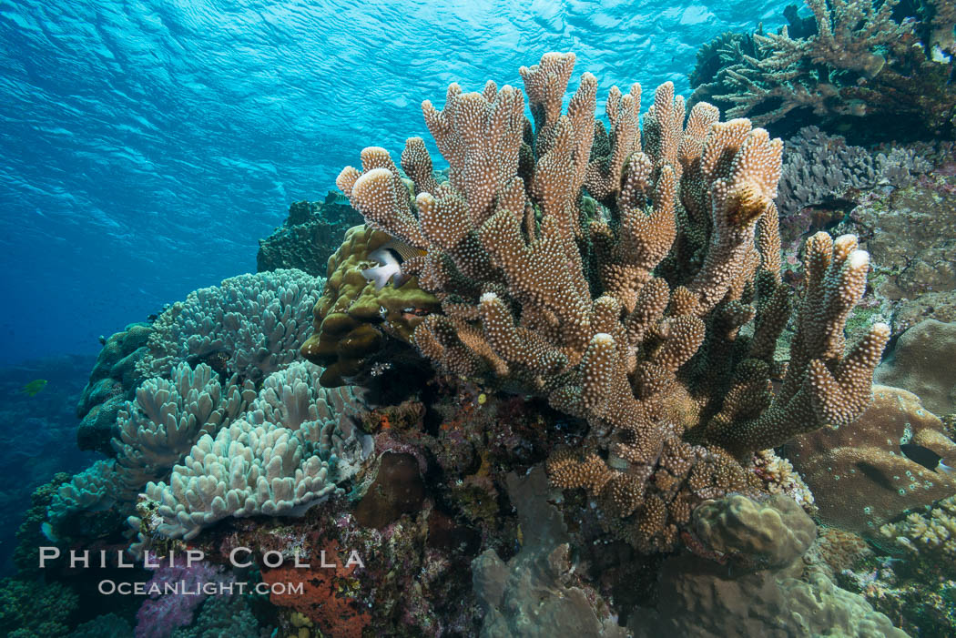 Acropora sp. hard coral on South Pacific coral reef, Fiji. Vatu I Ra Passage, Bligh Waters, Viti Levu  Island, natural history stock photograph, photo id 31703