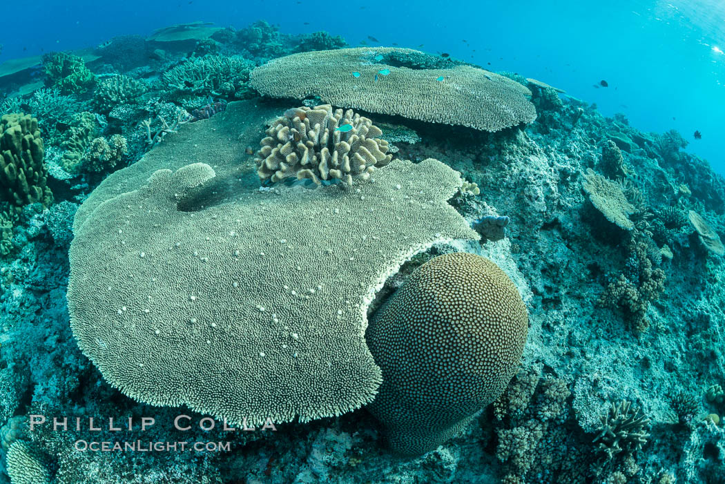 Acropora table coral on pristine tropical reef. Table coral competes for space on the coral reef by growing above and spreading over other coral species keeping them from receiving sunlight. Wakaya Island, Lomaiviti Archipelago, Fiji, natural history stock photograph, photo id 31554