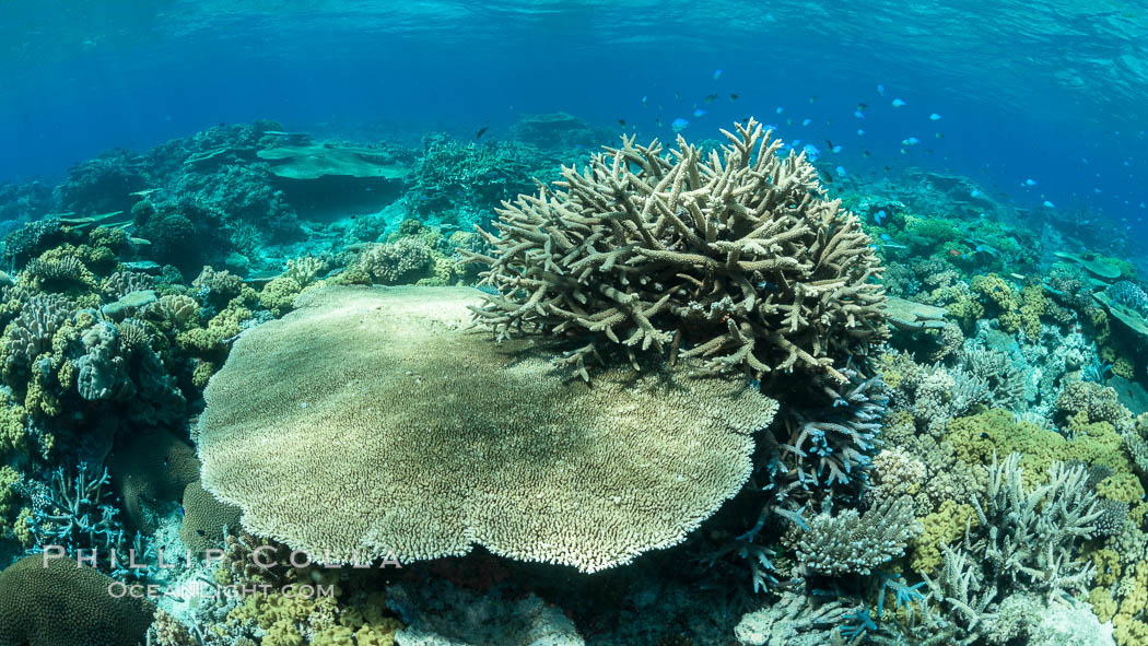 Acropora table coral on pristine tropical reef. Table coral competes for space on the coral reef by growing above and spreading over other coral species keeping them from receiving sunlight. Wakaya Island, Lomaiviti Archipelago, Fiji, natural history stock photograph, photo id 31762