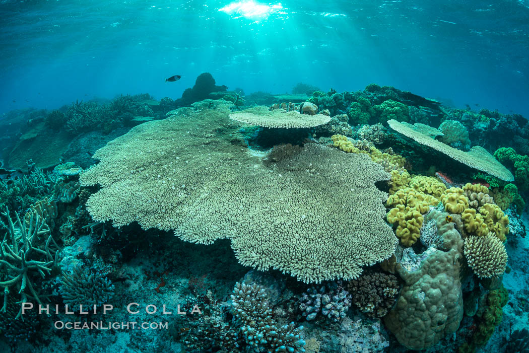 Sunset light and acropora table coral on pristine tropical reef. Table coral competes for space on the coral reef by growing above and spreading over other coral species keeping them from receiving sunlight. Wakaya Island, Lomaiviti Archipelago, Fiji, natural history stock photograph, photo id 31770