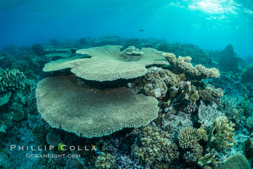 Sunset light and acropora table coral on pristine tropical reef. Table coral competes for space on the coral reef by growing above and spreading over other coral species keeping them from receiving sunlight. Wakaya Island, Lomaiviti Archipelago, Fiji, natural history stock photograph, photo id 31768