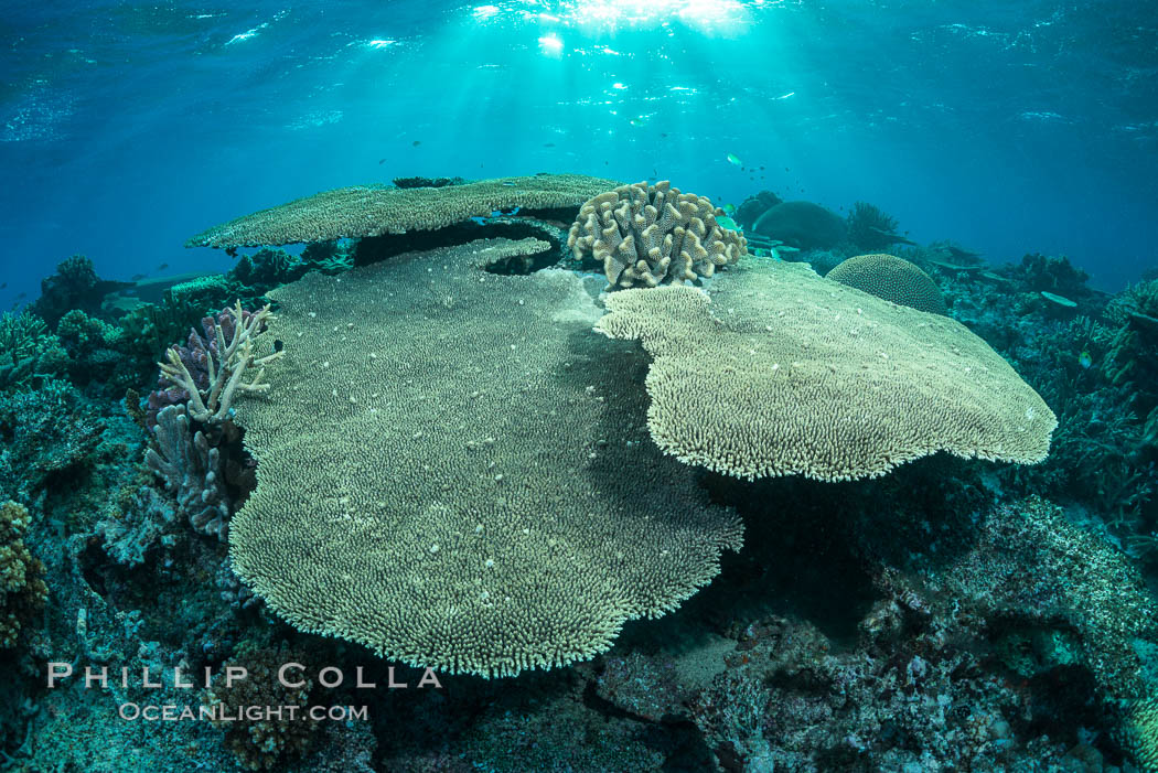 Sunset light and acropora table coral on pristine tropical reef. Table coral competes for space on the coral reef by growing above and spreading over other coral species keeping them from receiving sunlight. Wakaya Island, Lomaiviti Archipelago, Fiji, natural history stock photograph, photo id 31315