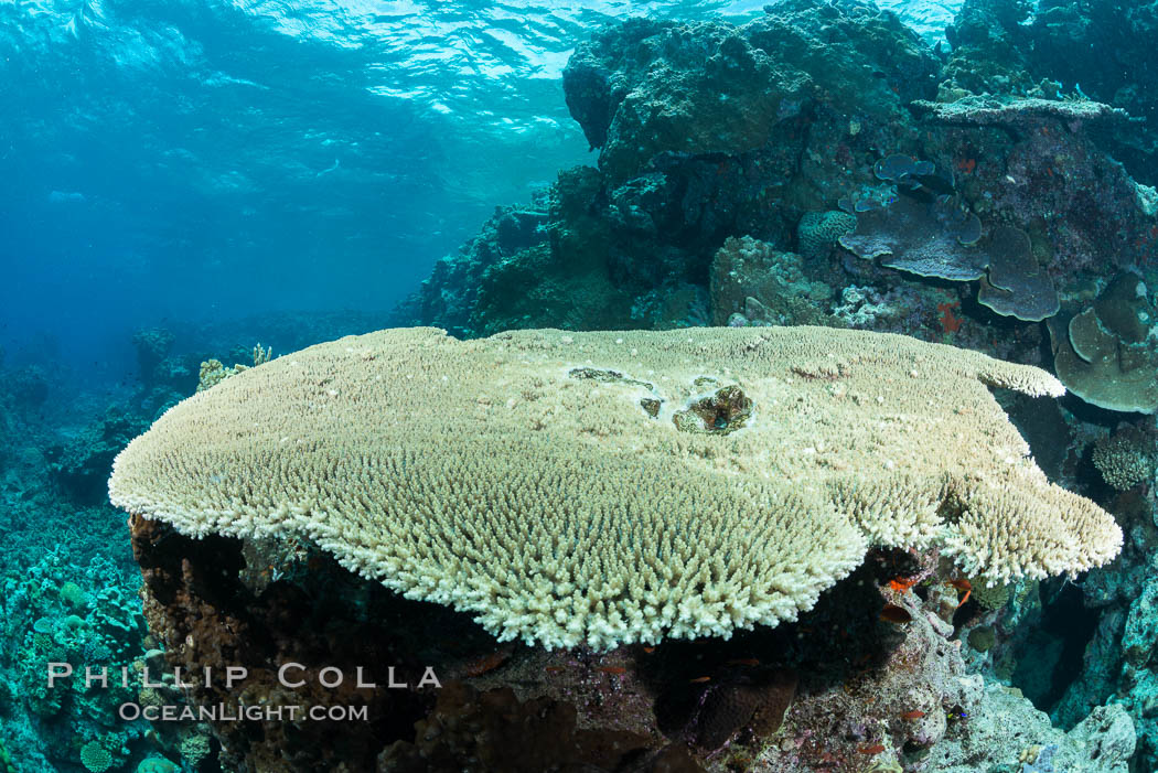 Acropora table coral on pristine tropical reef. Table coral competes for space on the coral reef by growing above and spreading over other coral species keeping them from receiving sunlight. Vatu I Ra Passage, Bligh Waters, Viti Levu  Island, Fiji, natural history stock photograph, photo id 31643
