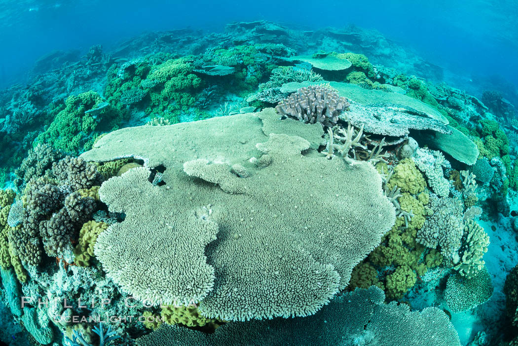 Acropora table coral on pristine tropical reef. Table coral competes for space on the coral reef by growing above and spreading over other coral species keeping them from receiving sunlight. Wakaya Island, Lomaiviti Archipelago, Fiji, natural history stock photograph, photo id 31767