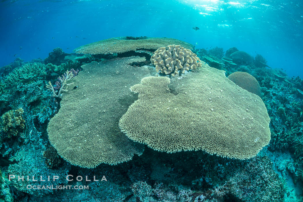Sunset light and acropora table coral on pristine tropical reef. Table coral competes for space on the coral reef by growing above and spreading over other coral species keeping them from receiving sunlight., natural history stock photograph, photo id 31771