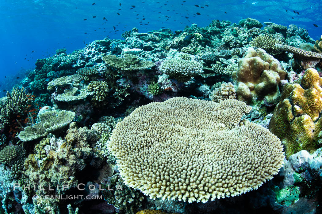 Acropora table coral on pristine tropical reef. Table coral competes for space on the coral reef by growing above and spreading over other coral species keeping them from receiving sunlight. Fiji, natural history stock photograph, photo id 34939