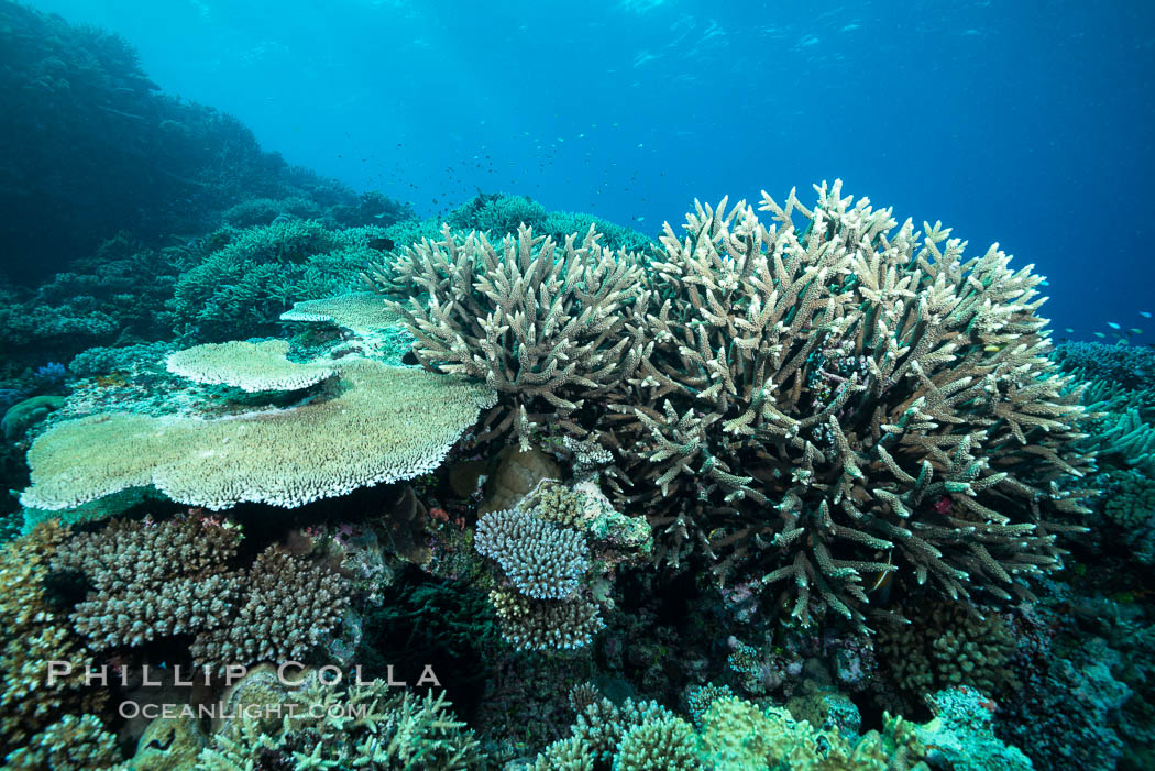 Acropora table coral (left) and Staghorn Coral (Acropora palifera, right) on pristine tropical reef. Table coral competes for space on the coral reef by growing above and spreading over other coral species keeping them from receiving sunlight. Wakaya Island, Lomaiviti Archipelago, Fiji, Acropora palifera, natural history stock photograph, photo id 31541