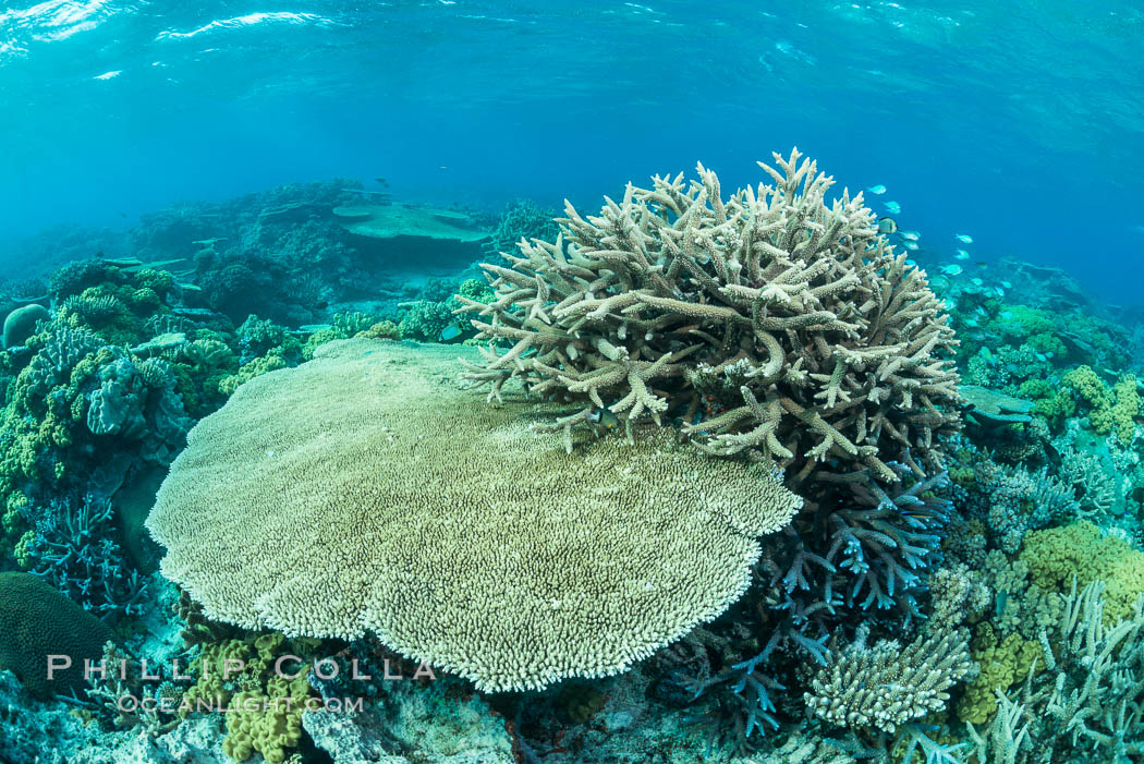 Acropora table coral (left) and Staghorn Coral (Acropora palifera, right) on pristine tropical reef. Table coral competes for space on the coral reef by growing above and spreading over other coral species keeping them from receiving sunlight. Wakaya Island, Lomaiviti Archipelago, Fiji, Acropora palifera, natural history stock photograph, photo id 31553