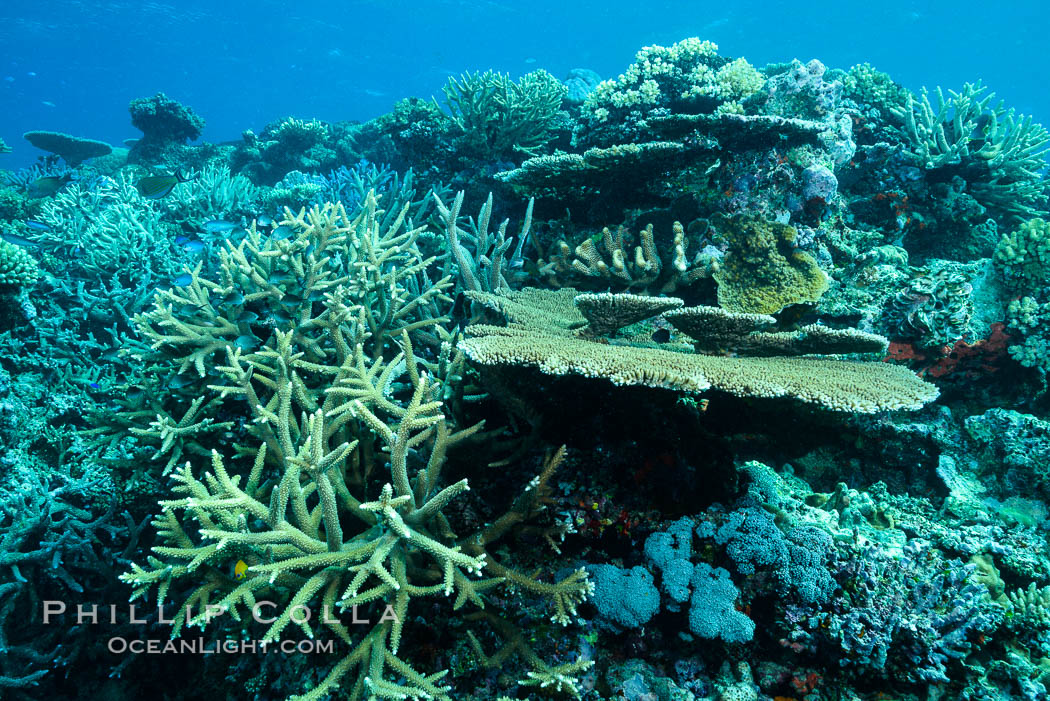 Acropora table coral on pristine tropical reef. Table coral competes for space on the coral reef by growing above and spreading over other coral species keeping them from receiving sunlight. Wakaya Island, Lomaiviti Archipelago, Fiji, natural history stock photograph, photo id 31745