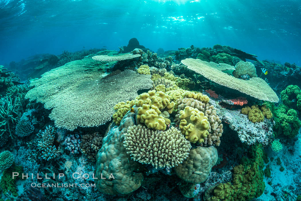 Sunset light and acropora table coral on pristine tropical reef. Table coral competes for space on the coral reef by growing above and spreading over other coral species keeping them from receiving sunlight. Wakaya Island, Lomaiviti Archipelago, Fiji, natural history stock photograph, photo id 31769