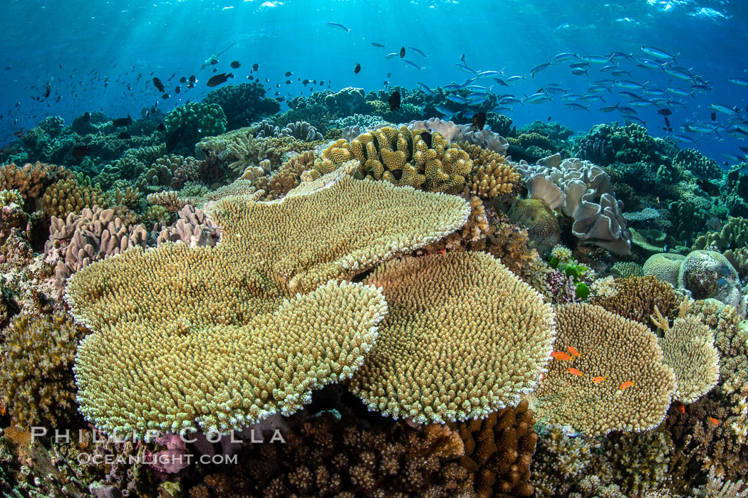 Acropora table coral on pristine tropical reef. Table coral competes for space on the coral reef by growing above and spreading over other coral species keeping them from receiving sunlight. Vatu I Ra Passage, Bligh Waters, Viti Levu Island, Fiji, natural history stock photograph, photo id 34977