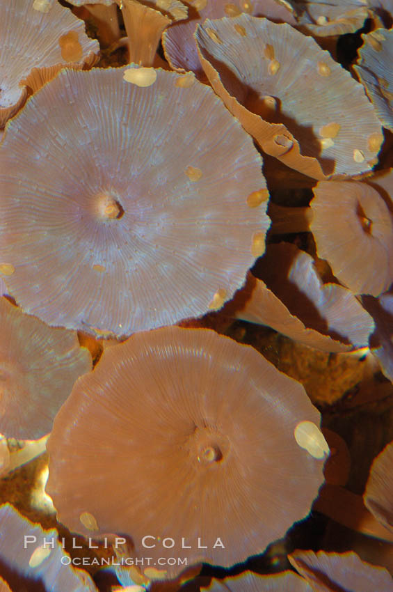 Disk anemones., Actinodiscus, natural history stock photograph, photo id 08711