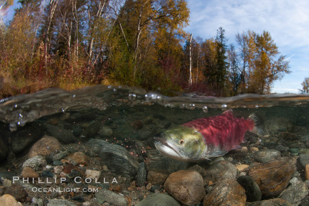 A sockeye salmon swims in the shallows of the Adams River, with the surrounding forest visible in this split-level over-under photograph. Roderick Haig-Brown Provincial Park, British Columbia, Canada, Oncorhynchus nerka, natural history stock photograph, photo id 26150