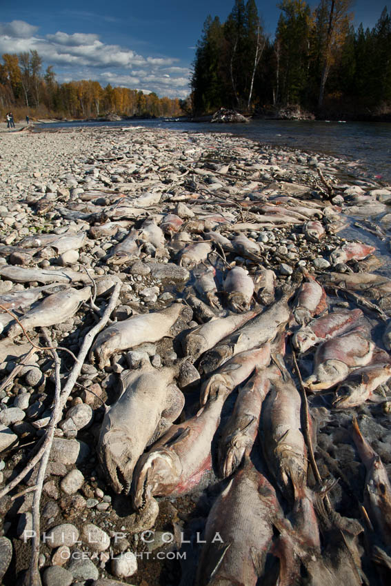 Carcasses of dead sockeye salmon, line the edge of the Adams River.  These salmon have already completed their spawning and have died, while other salmon are still swimming upstream and have yet to lay their eggs. Roderick Haig-Brown Provincial Park, British Columbia, Canada, Oncorhynchus nerka, natural history stock photograph, photo id 26154
