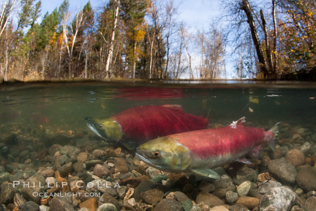 A sockeye salmon swims in the shallows of the Adams River, with the surrounding forest visible in this split-level over-under photograph. Roderick Haig-Brown Provincial Park, British Columbia, Canada, Oncorhynchus nerka, natural history stock photograph, photo id 26144