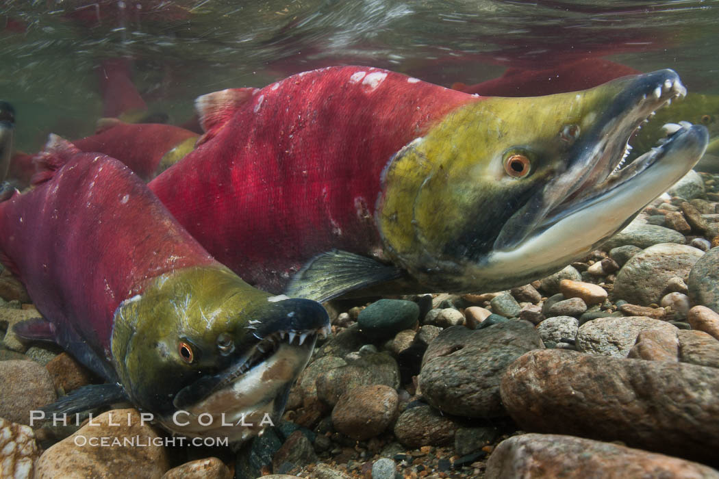 Two male sockeye salmon, swimming together against the current of the Adams River.  After four years of life and two migrations of the Fraser and Adams Rivers, they will soon fertilize a female's eggs and then die. Roderick Haig-Brown Provincial Park, British Columbia, Canada, Oncorhynchus nerka, natural history stock photograph, photo id 26163