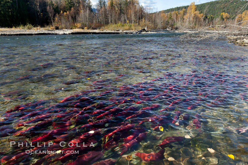 Sockeye salmon, swim upstream in the Adams River, traveling to reach the place where they hatched four years earlier in order to spawn a new generation of salmon eggs. Roderick Haig-Brown Provincial Park, British Columbia, Canada, Oncorhynchus nerka, natural history stock photograph, photo id 26181