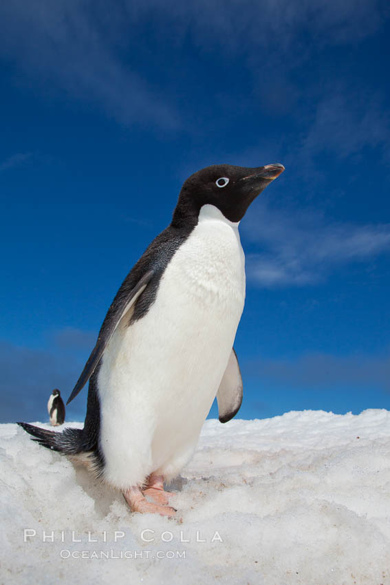 A cute, inquisitive Adelie penguin poses for a portrait while standing on snow. Paulet Island, Antarctic Peninsula, Antarctica, Pygoscelis adeliae, natural history stock photograph, photo id 25022