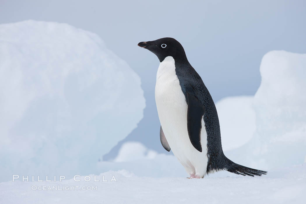 Adelie penguin, standing on a white iceberg. Paulet Island, Antarctic Peninsula, Antarctica, Pygoscelis adeliae, natural history stock photograph, photo id 25058