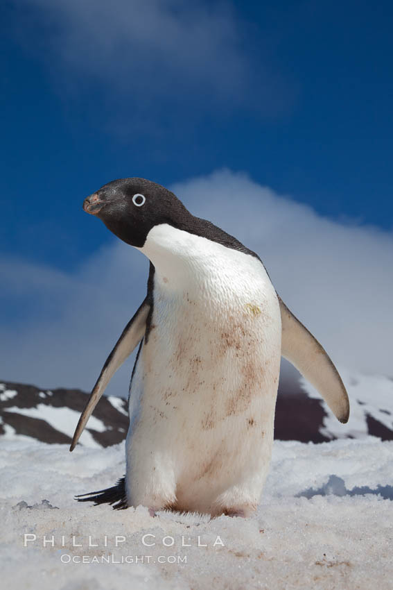 A curious Adelie penguin, standing on snow, inspects the photographer. Paulet Island, Antarctic Peninsula, Antarctica, Pygoscelis adeliae, natural history stock photograph, photo id 25062