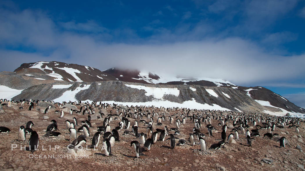 Adelie penguins, nesting, part of the enormous colony on Paulet Island, with the tall ramparts of the island and clouds seen in the background.  Adelie penguins nest on open ground and assemble nests made of hundreds of small stones. Antarctic Peninsula, Antarctica, Pygoscelis adeliae, natural history stock photograph, photo id 25066