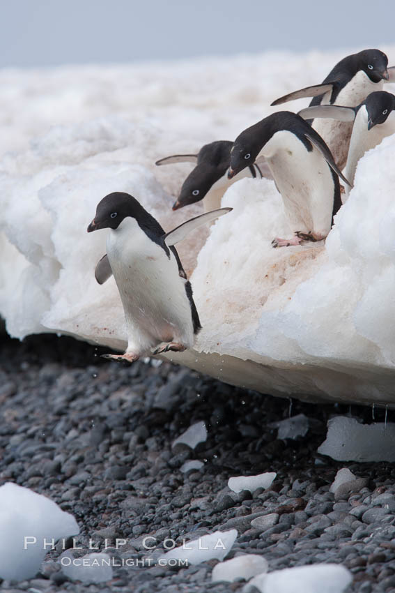 Adelie penguins navigate a steep dropoff, to get from their nests down to a rocky beach, in order to go to sea to forage for food. Paulet Island, Antarctic Peninsula, Antarctica, Pygoscelis adeliae, natural history stock photograph, photo id 25070